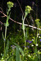 Senecio hydrophiloides