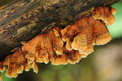 Xylobolus spectabilis