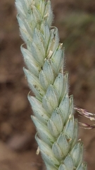 Triticum aestivum