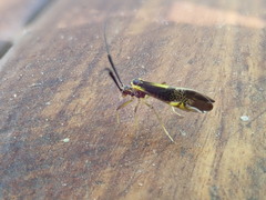 Dictyopsocus pennicornis