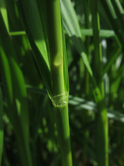 Scirpus pallidus