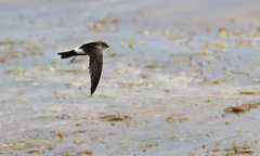 Antillean Palm-Swift photo 4