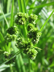 Scirpus pallidus