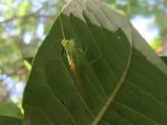 Austrophlugis debaari