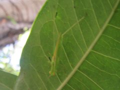 Austrophlugis debaari