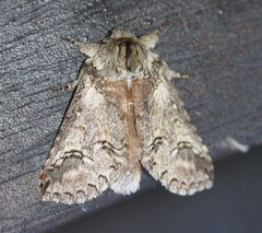 Antithemerastis acrobela