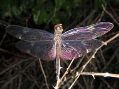 Rhyothemis princeps