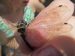 Micromidia atrifrons