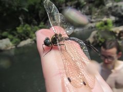 Micromidia atrifrons