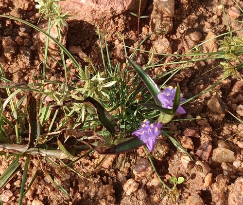 Creeping cradle plant (Cyanotis axillaris)