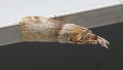 Calguia defiguralis