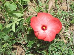 Abelmoschus moschatus tuberosus