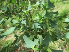 Erythrina vespertilio
