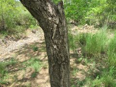 Erythrina vespertilio