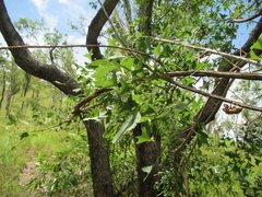 Erythrina vespertilio
