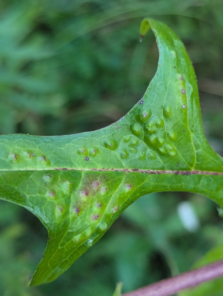 Hemitrioza sonchi