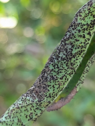 Uromyces hedysari-paniculati