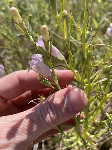Image of Leoncita False Foxglove (Agalinis calycina) by (c) Martin Purdy, some rights reserved (CC BY)