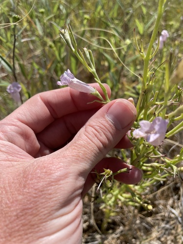 Image of Agalinis calycina by (c) Martin Purdy, some rights reserved (CC BY)