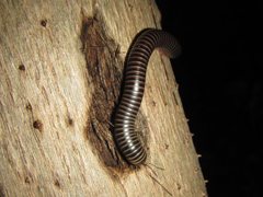Australocricus