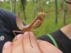 Sphodropoda quinquedens
