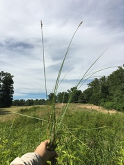 Carex muehlenbergii