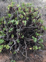 Munzothamnus blairii
