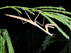 Archimantis armata