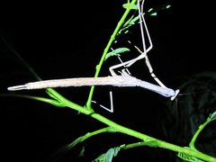 Archimantis armata