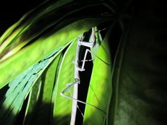 Archimantis armata