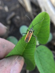 Leptopterna dolabrata