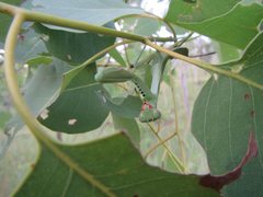 Sphodropoda quinquedens