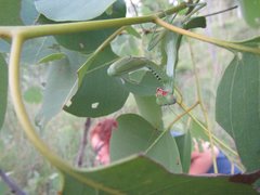 Sphodropoda quinquedens