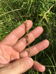 Carex muehlenbergii