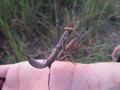 Sphodropoda quinquedens