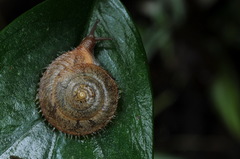 Aegista