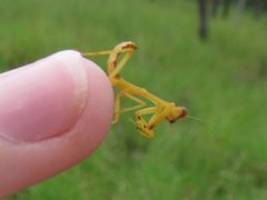 Sphodropoda quinquedens