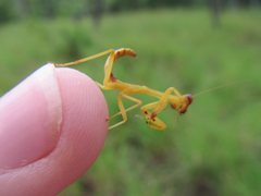 Sphodropoda quinquedens