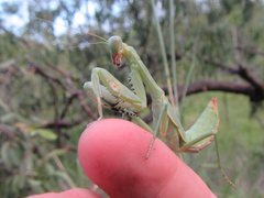 Sphodropoda quinquedens