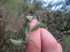 Sphodropoda quinquedens