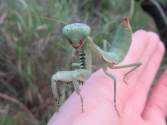Sphodropoda quinquedens
