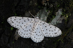 Xenoplia trivialis