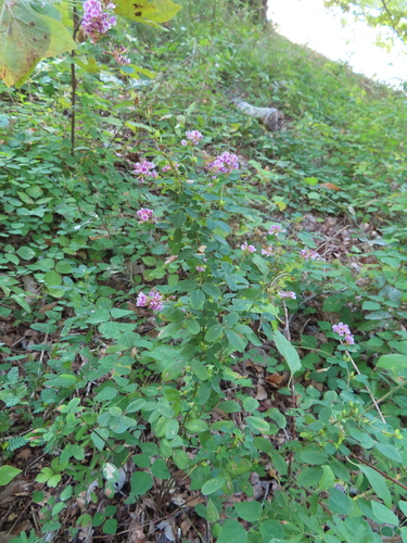 Image of Lespedeza violacea by (c) Ken Clark, some rights reserved (CC BY)