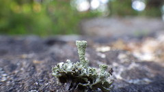 Cladonia pleurota