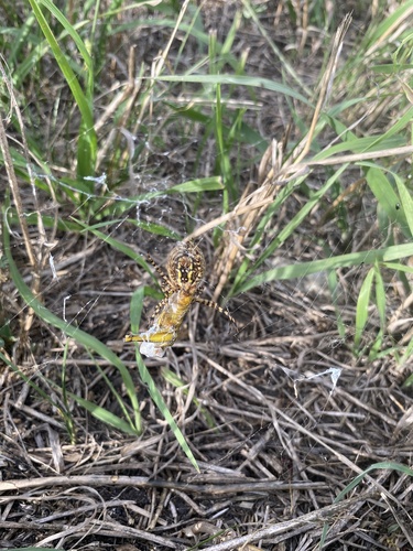 Banded Garden Spider