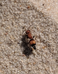 Pseudomethoca simillima