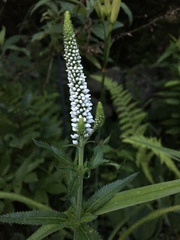 Veronicastrum