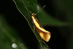 Harpella forficella