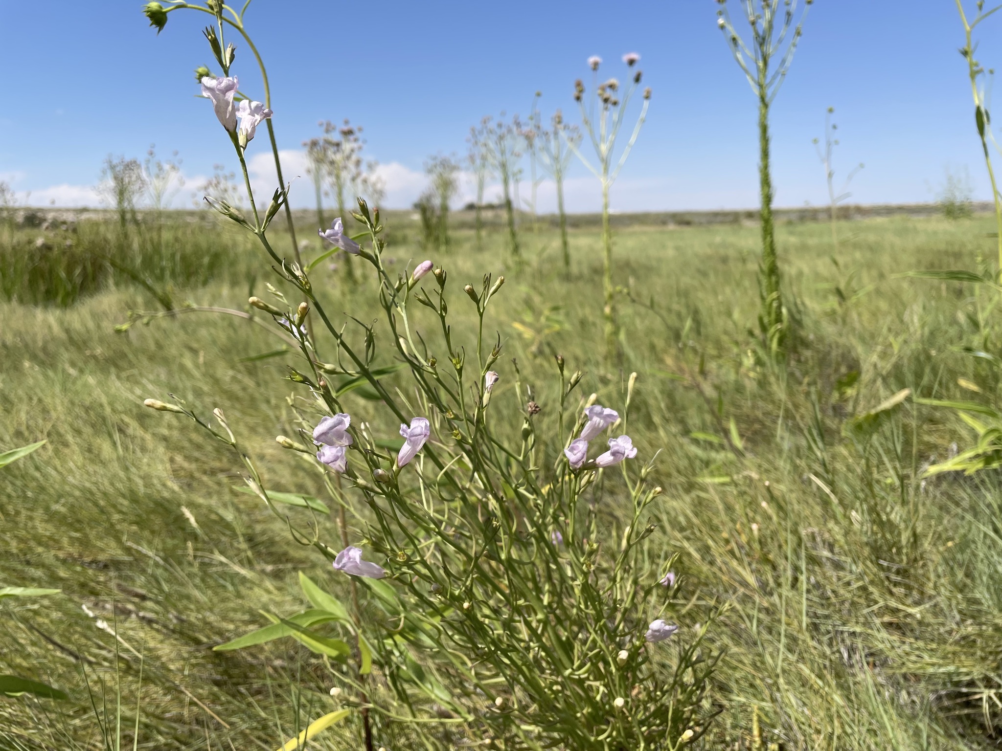 Agalinis calycina