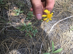 Packera werneriifolia